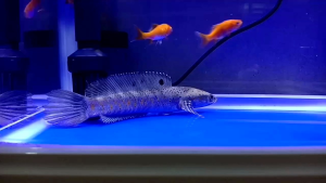 Channa blue pulchra/梦幻蓝宝石雷龙(7inci )