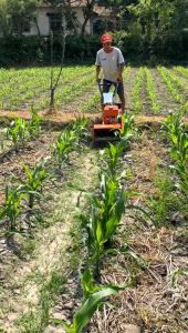 Alat Pertanian Tradisional: Alat Dangir Jagung, Alat Matun & Mesin Dangir