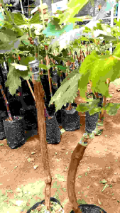 4 Bibit Anggur Import Hemat & Bisa Request Jenisnya