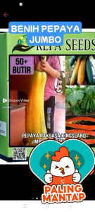 BENIH Biji tanaman Buah Pepaya JumbO isi 50 biji