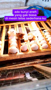 telur fertil ayam KUB 1 /KUB 2 untuk ditetaskan