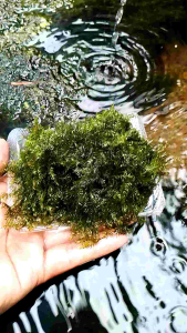 tanaman aquascape MOS us fisiden per mika hiasan aquarium