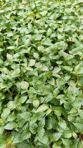 Benih cabe rawit hijau paket siap tanam bibit siap tanam