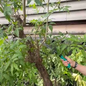 เลื่อยตัดแต่งกิ่งไม้ แบบพกพา พับเก็บได้ เหมาะสำหรับพกพาเข้าสวน น้ำหนักเบา