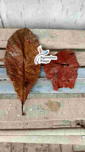 Daun Ketapang Pekat & Daun Ketapang Laut: Kualitas Tinggi & Kering