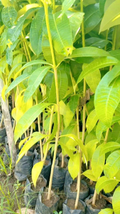 Bibit Tanaman Pohon Pule Super Murah