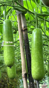 Hạt giống bầu sh18 sen hồng gói 100 hạt trái đẹp độ nảy mầm 99% kháng bệnh cao siêu năng xuất
