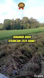 SPESIAL 1 LITER BELI 3 GRTIS 1  BOMA ORI RAJA NYA PENGUSIR HAMA PALING EFEKTIF DAN MENGANDUNG ZPT