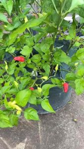 Cabe Rawit Unggul Garuda Seed