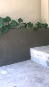 Abaya Gamis Hitam Arab: Elegan Jetblack & Desain Abaya Elegan