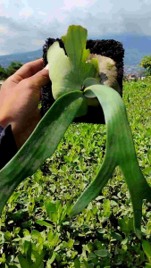 Sindo - Platycerum Willinckii Live Plant