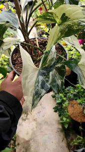 Sindo - Exquisite Elegance  Syngonium Emerald Gem - Enhance Your Garden with Grace