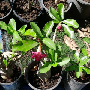 ชวนชมราชินีดำดอกดกในกระป๋อง6นิ้ว