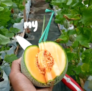 (KEMASAN PREMIUM) BIJI/BENIH MELON DAGING ORANGE (isi -+30 butir)