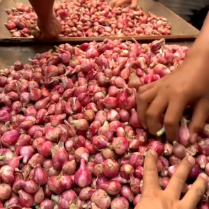 BAWANG MERAH JUMBO MURAH 1 KG