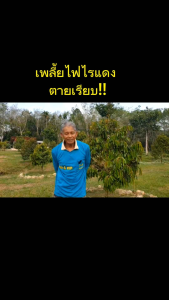 แมกม่า 1 ขวด(ส่งเร็ว1-2วัน) ปริมาณขวด 1 ลิตร ช่วยให้ปุ๋ยน้ำ ยากำจัดเพลี้ย สารฮอร์โมน ต่างๆแทรกซึมเข้ากับพืชได้เร็ว