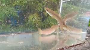 ORIGINAL SEPASANG/PAIR CHANNA LIMBATA SAIZ 5INCI| LIMITED STOCK