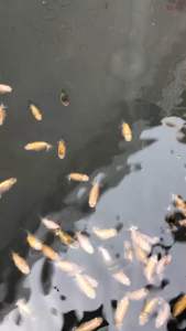 อาหารปลาโปรตีนสูง เบอร์ 8 สำหรับปลาทุกชนิด อาหารปลากัด ปลาหางนกยูง *ช้อนตักหมด*