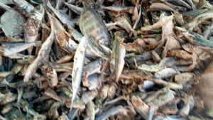 ikan ASIN CAMPUR MURAH 1 kg