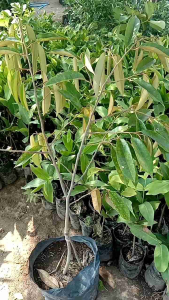 Bibit Tanaman Durian Bawor Kaki 3 1 Meter & Griya Plants
