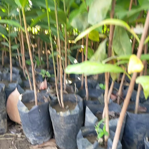 5 Bibit Tanaman Daun Salam Bumbu Spesial