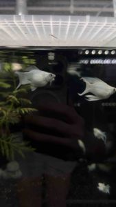 Platinum Balloon Molly Freshwater Decorative Fish