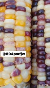 เมล็ดพันธุ์ข้าวโพดข้าวเหนียวสามสีเมล็ดสามสีสีสวยเม็ดใหญ่บรรจุ200-300เมล็ด เหนียวนุ่มหนุบหนับอร่อย