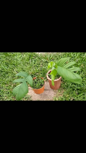Tanaman Hias Hidup Ekor Naga