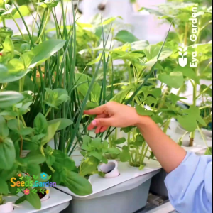 50 BUTIR BIJI/BENIH TANAMAN DAUN BAWANG AKAR MERAH