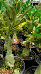 ADENIUM ROSE MULTI LAYER (RANDOM COLOUR)