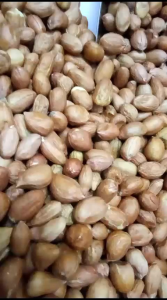 Kacang Tanah Mentah Kualitas Super Bagus