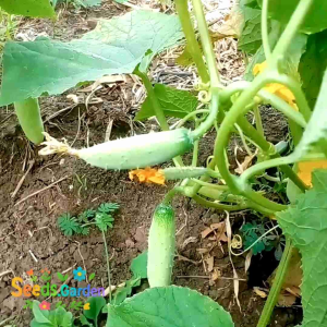 [TERLARIS] BIJI/BENIH TIMUN LALAP CITRA BABY F1