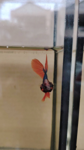 Haftmoon Plakat Betta B4 - Mascot