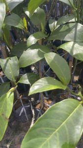 ต้นขนุนจำปาดะทุเรียน ทาบกิ่ง ผลมีกลิ่นคล้ายทุเรียนสูง50-70ซม.