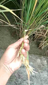 BENIH PADI TRi SULTAN BARU KEMASAN 1 KG