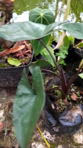 Tanaman hias sente hitamtalas hitam