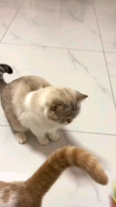 BOLA CATNIP KUCING AVOCADO - CATNIP BALL AVOCADO