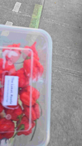 Carolina Reaper Bunga