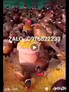 combo  50 mắt kính đeo cho chim trĩ cho gà loại kẹp