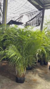 Areca Palm ต้นใหญ่ขึ้นลำความสูง150 เซนติเมตร
