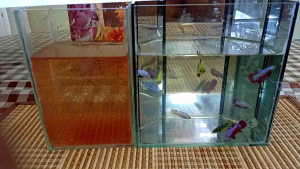 KUTU AIR (DAPHNIA MAGNA) BETTAGUPPY