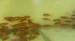 Clown Loach 3-4cm live Fish