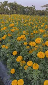 ดาวเรือง สีทองเข้ม 619 มิตร 1000 แถม 1 ซอง ดีฟโกลด์ บรรจุ 100 เมล็ด