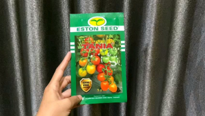 Benih Tomat Tania F1 2000butir