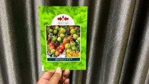 Servo F1 5gram - Benih Tomat Cap Panah Merah Kemasan Pabrik (ASLI 100%)