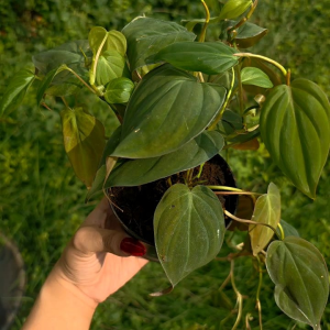 พลูสนิม ต้นไม้เลื้อย กระถาง ขนาด 4 นิ้ว ต้นไม้ฟอกอากาศ