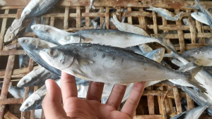 IKAN ASIN WAIS ISI 1KG