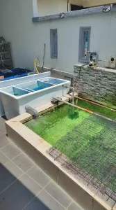 EXTERNAL FILTER BOX FIBERGLASS( 4x2x2ft ) for Koi fish  RM3500 including full set up & media filtration system