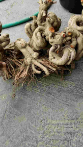 Bonsai Sancang Meliuk: Desain Taman Miniatur & Tanaman Hias Interior