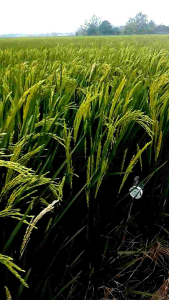 benih padi Inpari 32 promeo kemasan 5kg potensi panen yang maksimal dengan perawatan yg gampang dan rendeman tinggi